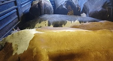 Artvin'de film gibi hayvan hırsızlığı