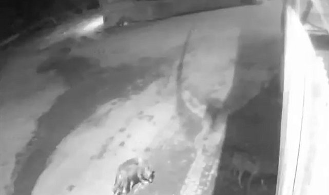 Aşkale'de aç kalan kurtlar köye indi