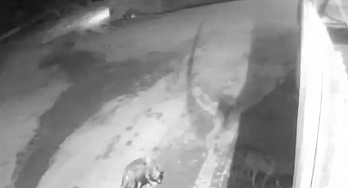 Aşkale'de aç kalan kurtlar köye indi