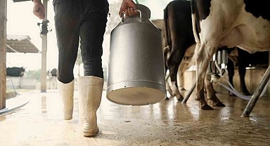 Aydın'da 9 bin 543 üreticiye toplam 66 milyon TL ödeme yapılacak