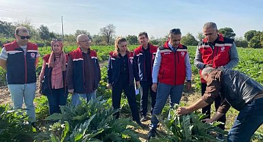 Aydın'da enginar üretimi yükselişte