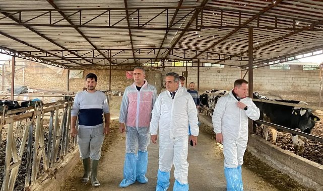 Aydın'da şap hastalığına karşı 565 bin 687 doz aşı uygulandı