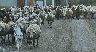 Aylık 50 bin liraya çoban bulamıyorlar