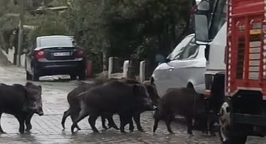 Ayvalık'ta yağmurlu havada aç kalan domuzlar şehir merkezine indi