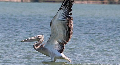 Azap Gölü'nde oltaya takılan tepeli pelikan balıkçıların dikkatiyle kurtuldu