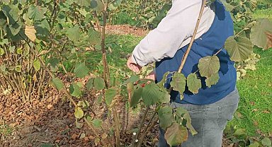 Bahçelerde toprak analizi ve zararlı tespiti