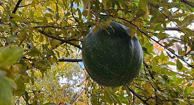 Bahçeye ektiği kabak, nar ağacının tepesinde meyve verdi