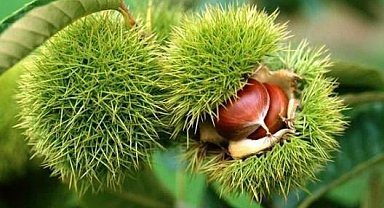 Bakanlık yüzde 75 destek veriyor