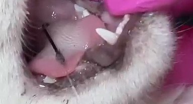 Balık artıklarını yemek isteyen kedinin ağzı ve ayağına olta kancası battı