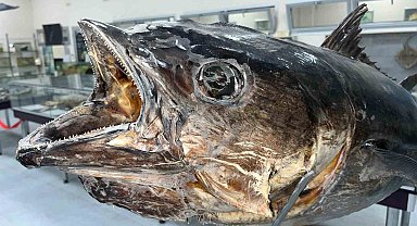 Balık sevdası 'Deniz Canlıları Koleksiyon Merkezi'nde hayat buldu