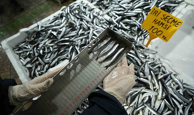 Balık tezgahlarına yakın markaj: 109 kişi ve işletmeye 2,5 milyon TL ceza