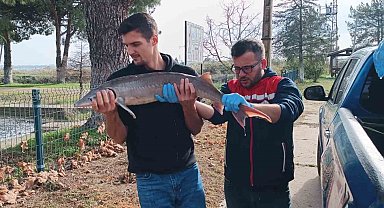 Balıkçının ağlarına takılan Mersin balığı koruma altına alındı