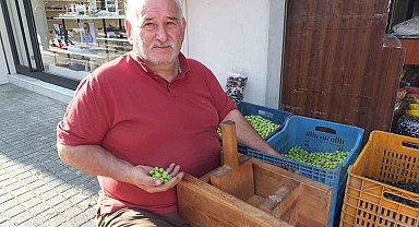 Balıkesir'de kırma zeytinlerin hazırlanmasına başlandı