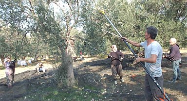Balıkesir'de makineli hasat zeytinde verimi artırıyor