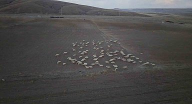 Başkan Büyükkılıç'ın projesi ile kırsalda koyun sayısı arttı, meralar canlandı