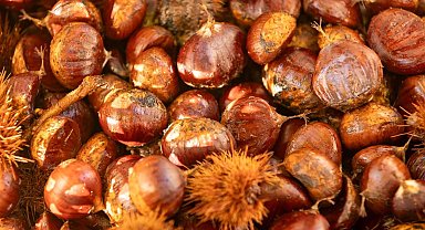 Başkan Tugay Beydağ'da kestane üreticileriyle buluştu