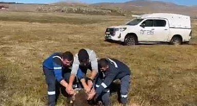 Bataklığa saplanan inek kurtarıldı