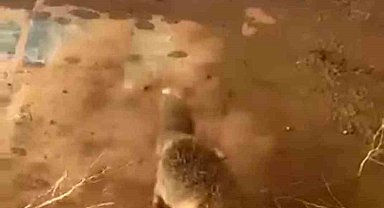 Batman'da bidona kafası sıkışan tilki kurtarıldı