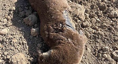 Batman'da koruma altındaki su samuru telef olmuş halde bulundu
