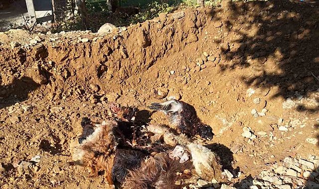 Batman'da kurtlar ağıla girerek 10 adet küçükbaş telef etti