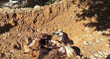 Batman'da kurtlar ağıla girerek 10 adet küçükbaş telef etti