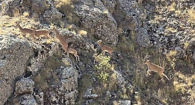 Bayburt'un dağlarını mesken tutan yaban keçileri Vauk Dağı'nda sürü halinde görüntülendi