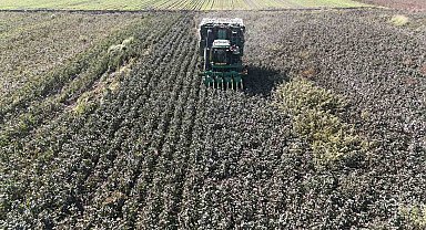 Beyaz altın pamukta kuraklık rekolteyi etkiledi