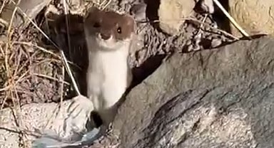 Beyaz gelincik şehir merkezinde görüntülendi