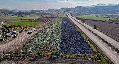 Beypazarı'nda mor lahana hasadı sürüyor