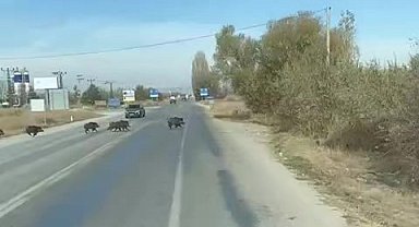 Beyşehir'de kara yoluna çıkan yaban domuzu sürüsü böyle görüntülendi