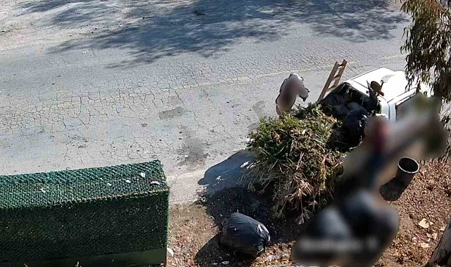 Bodrum'da çevreyi kirletenler belediye kamerasına yakalandı