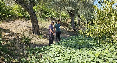 Bodrum'da zeytin hasadı başladı
