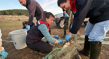 Bolu'da 5 kilometrelik hayalet ağ toplandı: 500 balık canlı kurtarıldı