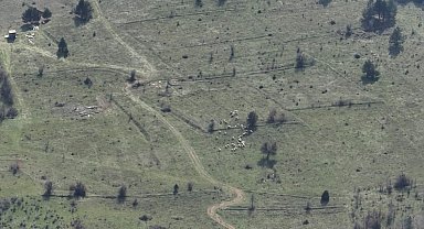 Bolu'da kayıp hayvanlar dronla bulundu
