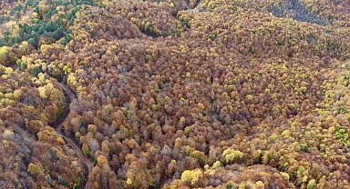 Bolu'da ormanlık alanlarda sonbahar güzelliği