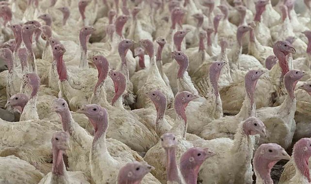 Bolu'da üreticilere "kuş gribi" uyarısı