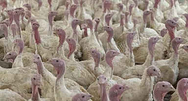 Bolu'da üreticilere "kuş gribi" uyarısı