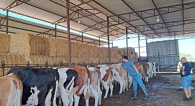 Bozdoğan'da hayvan otlatmak ve hayvan pisliğini dışarı çıkarmak yasaklandı