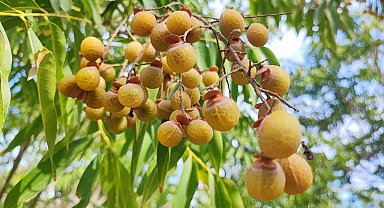 Bu ceviz yenmiyor, temizliyor, cildi güzelleştiriyor