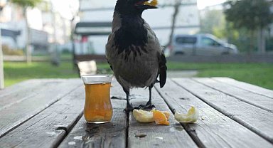 Bu karga çay içip Rize helvası yiyor: Organik gıdaları seviyor