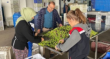 Buharkent'te zeytin rekoltesi ve kalite kontrol çalışmaları sürüyor