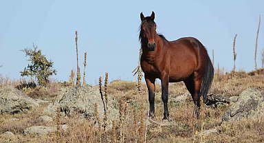 Bulutların dansı ve yılkı atları dron ile görüntülendi
