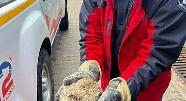 Burhaniye'de mazgala sıkışan kirpiyi itfaiye kurtardı