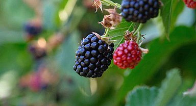 Bursa Büyükşehir 9 üründe fide ve fidan desteğinde bulunacak