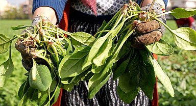 Bursa Osmangazi'de doğal tarım hamlesi! İlaçsız ıspanak hasadı yapıldı