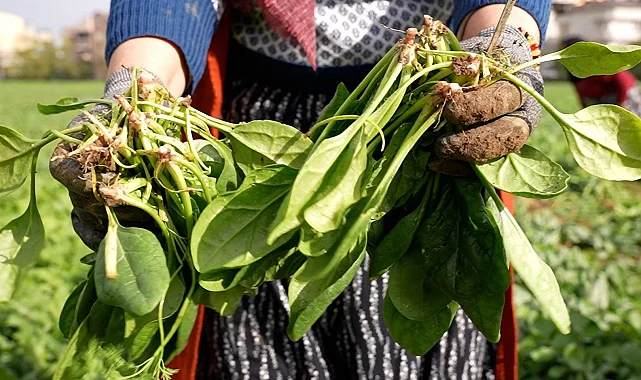 Bursa Osmangazi'de doğal tarım hamlesi! İlaçsız ıspanak hasadı yapıldı