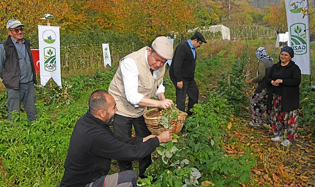 Bursa Osmangazi'de üzümsüz meyvelerde organik seferberlik... İlk hasat Başkan Aydın'dan