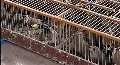 Bursa'da 79 kuş yeniden özgürlüğe kanat çırptı!