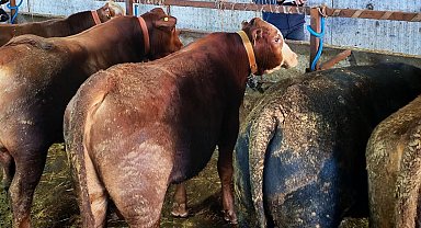 Büyükbaş hayvanlara şap aşısı ve sağlık taraması