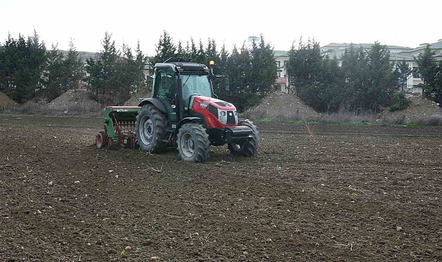 Büyükçekmece'de atıl araziler buğdayla buluştu
